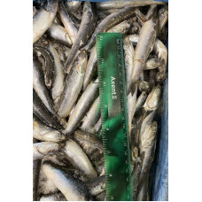 Анчоус с/м 8-18 (15кг) (Anchovy) Рыба (Fish) Анчоус с/м 8-18 (15кг) (Anchovy) Рыба (Fish)