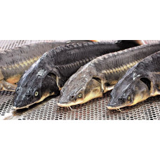 Осетр Азовский свежая и свежемороженая (Azov Sturgeon) Рыба (Fish)