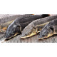 Осетр Азовский свежая и свежемороженая (Azov Sturgeon) Рыба (Fish)