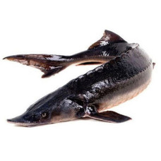 Белуга черноморская (Beluga Black Sea) Рыба (Fish)
