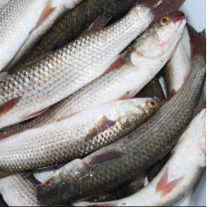 Кефаль черноморская (Mullet black sea) Рыба (Fish) Кефаль черноморская (Mullet black sea) Рыба (Fish)