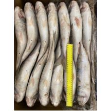 Кефаль с/г с/м 800+ Мавритания (20кг) (Fresh frozen mullet) Рыба (Fish) Кефаль с/г с/м 800+ Мавритания (20кг) (Fresh frozen mullet) Рыба (Fish)