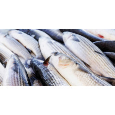 Кефаль Журалка азовская (Mullet azov) Рыба (Fish) Кефаль Журалка азовская (Mullet azov) Рыба (Fish)