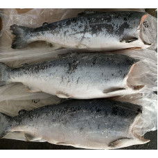 Кижуч тушка б/г с/м 0,9-1,8 Чили (Fresh frozen coho salmon) Рыба (Fish)