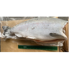 Кижуч тушка б/г с/м 2,7-4,1 Чили (25кг) (Fresh frozen coho salmon) Рыба (Fish)