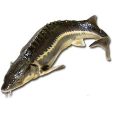 Осетр Черноморский (Sturgeon Black Sea) Рыба (Fish)