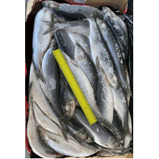 Сельдь с/г с/м 400+ (2x14,5кг) (Herring) Рыба (Fish) Сельдь с/г с/м 400+ (2x14,5кг) (Herring) Рыба (Fish)