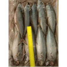 Скумбрия с/г с/м 300-500 (10кг) (Fresh frozen mackerel) Рыба (Fish) Скумбрия с/г с/м 300-500 (10кг) (Fresh frozen mackerel) Рыба (Fish)