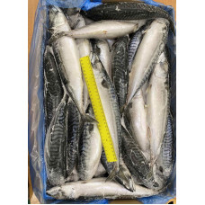 Скумбрия с/г с/м 500+ (10кг) (Fresh frozen mackerel) Рыба (Fish) Скумбрия с/г с/м 500+ (10кг) (Fresh frozen mackerel) Рыба (Fish)
