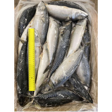 Скумбрія с/г с/м 500+ (20кг) Риба
